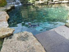 149 BIO PARC DE DOUE LA FONTAINE 6- 2016_000033